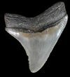 Serrated Megalodon Tooth - South Carolina #44548-1